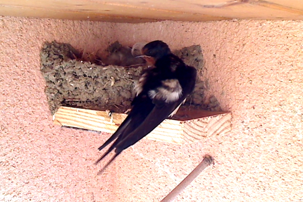 Hirondelle rustique construisant son nid sur un petit support en bois © Jean-Claude Sangarne